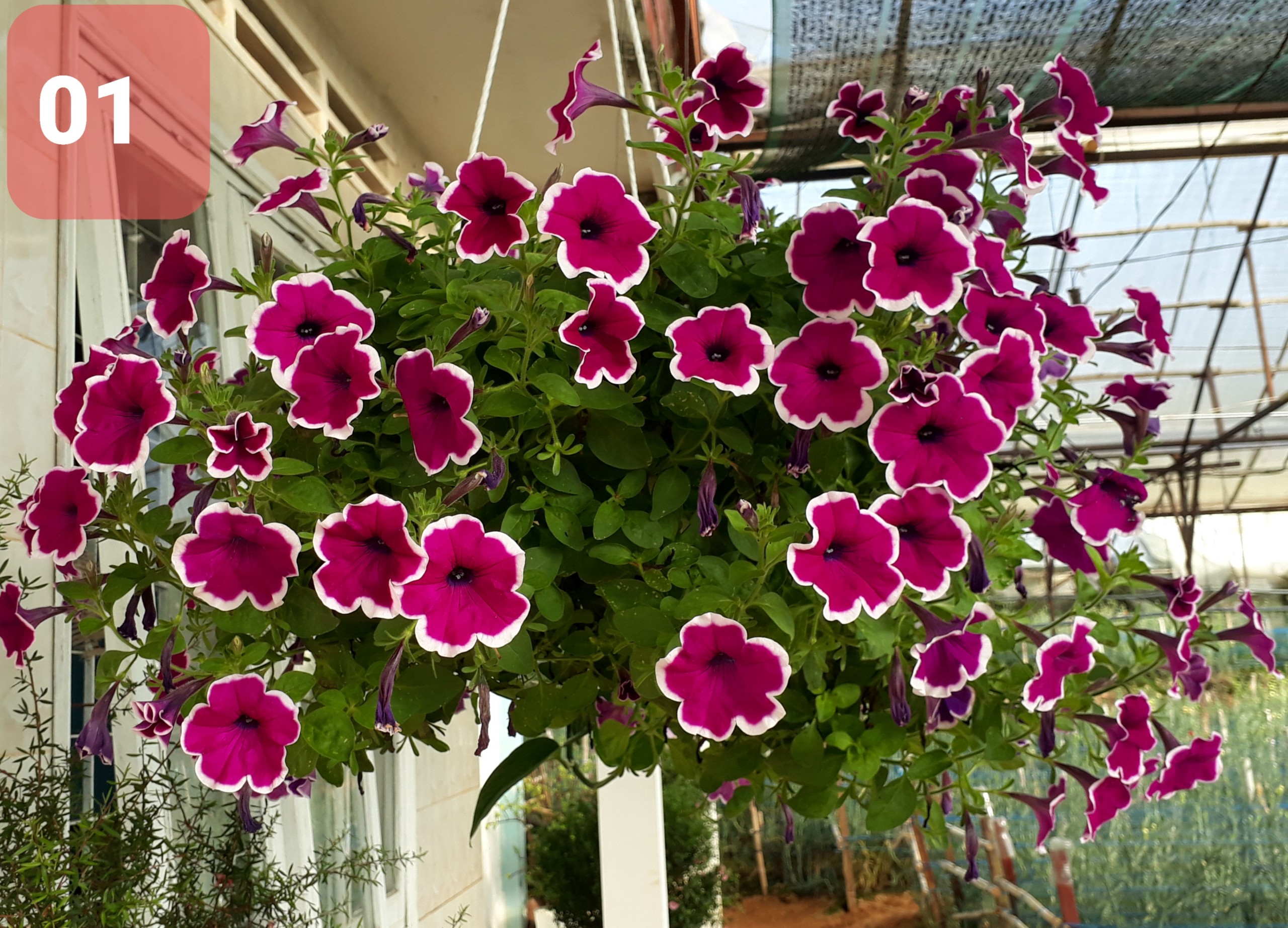 Cây Hoa Dạ Yến thảo - Ảnh 2