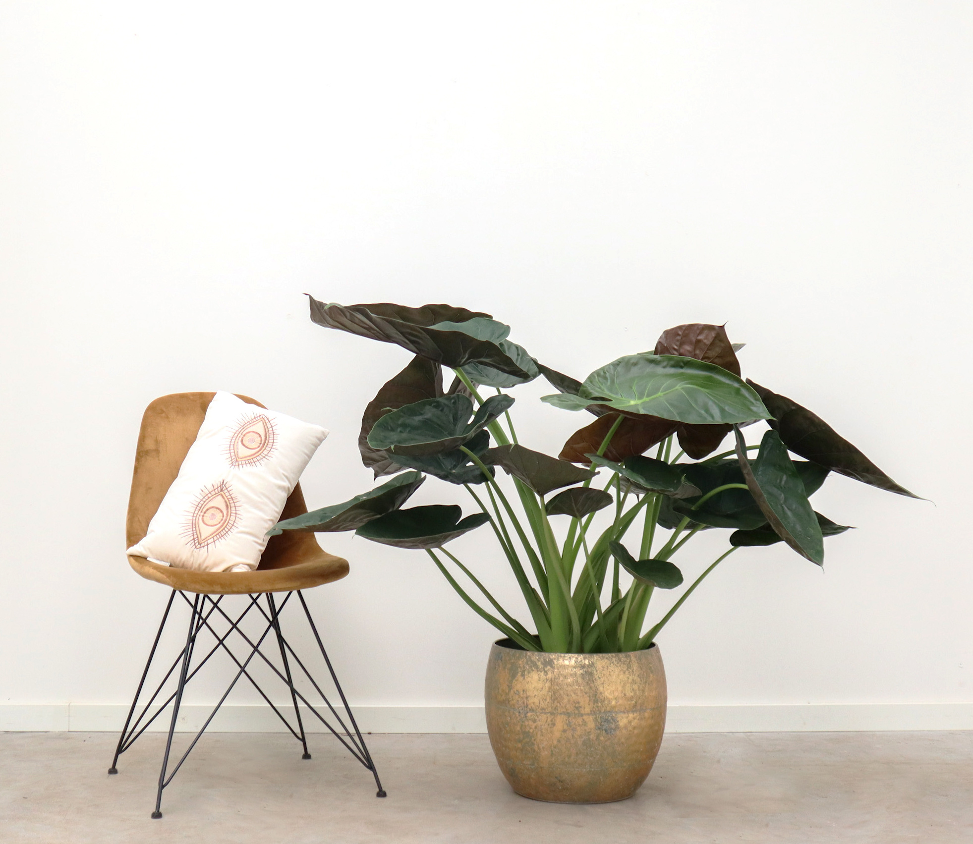 Alocasia Wentii - Ảnh 4