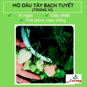 Dâu Bạch tuyết( trắng) farmyvn