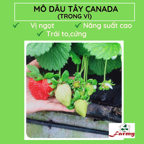 Dâu Canada.FM
