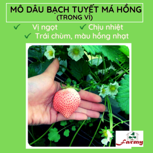 Dâu Bạch tuyết má hồng farmyvn