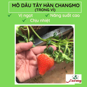 Dâu Hàn Changmo.FM