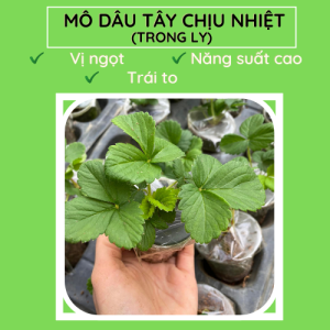 Dâu tây chịu nhiệt( trong ly).farmyvn
