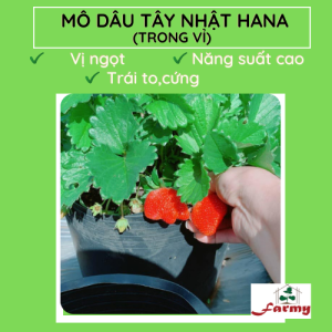 Dâu Nhật Hana.FM