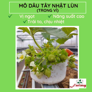 Dâu Nhật lùn.FM