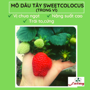 Dâu Sweet Colossus.FM