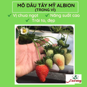 Dâu Mỹ Albion.FM