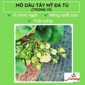 Dâu Mỹ đá tù.FM