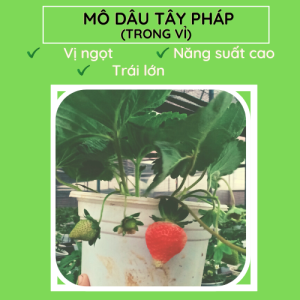 Dâu Pháp.FM