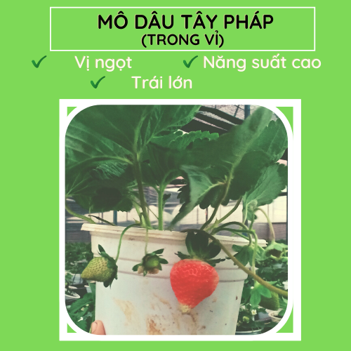 Dâu Pháp.FM