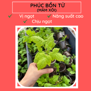 Phúc bồn tử FM