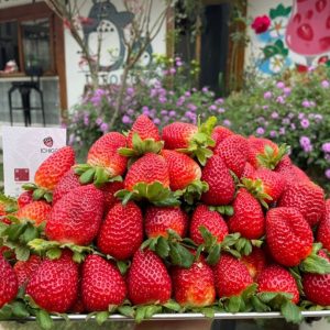 Cây giống dâu tây Mỹ Monterey.FM