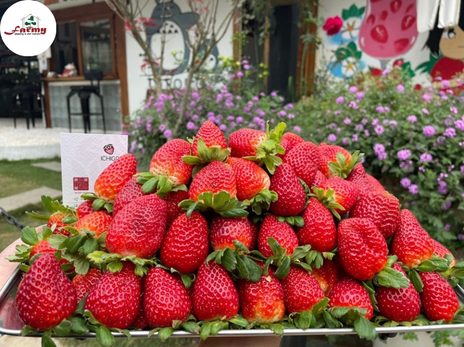 Cây giống dâu tây Mỹ Monterey.FM